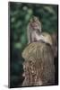 Indonesia, Bali, Ubud, Long Tailed Macaque in Monkey Forest Sanctuary-Paul Souders-Mounted Photographic Print