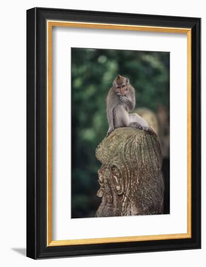 Indonesia, Bali, Ubud, Long Tailed Macaque in Monkey Forest Sanctuary-Paul Souders-Framed Photographic Print