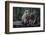 Indonesia, Bali, Ubud, Long Tailed Macaque in Monkey Forest Sanctuary-Paul Souders-Framed Photographic Print