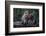 Indonesia, Bali, Ubud, Long Tailed Macaque in Monkey Forest Sanctuary-Paul Souders-Framed Photographic Print