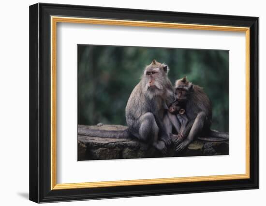 Indonesia, Bali, Ubud, Long Tailed Macaque in Monkey Forest Sanctuary-Paul Souders-Framed Photographic Print