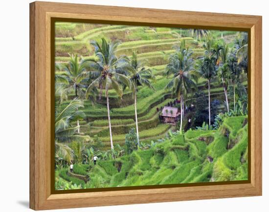 Indonesia, Bali, Ubud, Tegallalang and Ceking Rice Terraces-Michele Falzone-Framed Premier Image Canvas