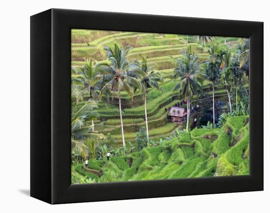 Indonesia, Bali, Ubud, Tegallalang and Ceking Rice Terraces-Michele Falzone-Framed Premier Image Canvas