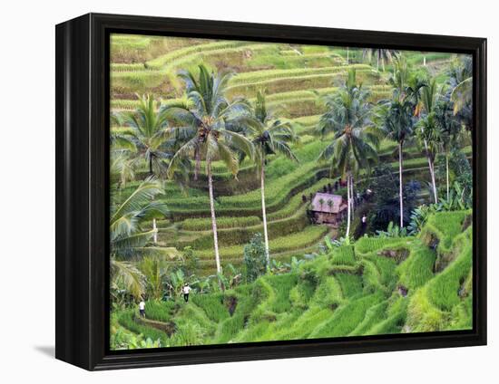 Indonesia, Bali, Ubud, Tegallalang and Ceking Rice Terraces-Michele Falzone-Framed Premier Image Canvas