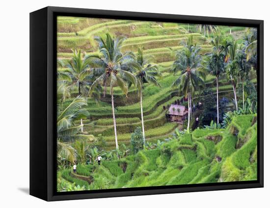 Indonesia, Bali, Ubud, Tegallalang and Ceking Rice Terraces-Michele Falzone-Framed Premier Image Canvas