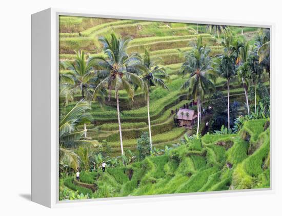 Indonesia, Bali, Ubud, Tegallalang and Ceking Rice Terraces-Michele Falzone-Framed Premier Image Canvas