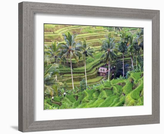 Indonesia, Bali, Ubud, Tegallalang and Ceking Rice Terraces-Michele Falzone-Framed Photographic Print