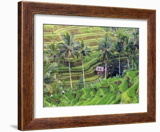 Indonesia, Bali, Ubud, Tegallalang and Ceking Rice Terraces-Michele Falzone-Framed Photographic Print