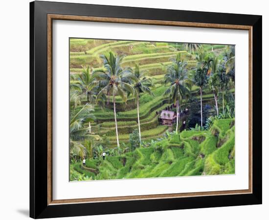Indonesia, Bali, Ubud, Tegallalang and Ceking Rice Terraces-Michele Falzone-Framed Photographic Print