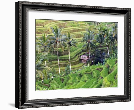 Indonesia, Bali, Ubud, Tegallalang and Ceking Rice Terraces-Michele Falzone-Framed Photographic Print