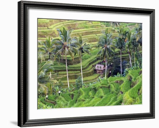 Indonesia, Bali, Ubud, Tegallalang and Ceking Rice Terraces-Michele Falzone-Framed Photographic Print