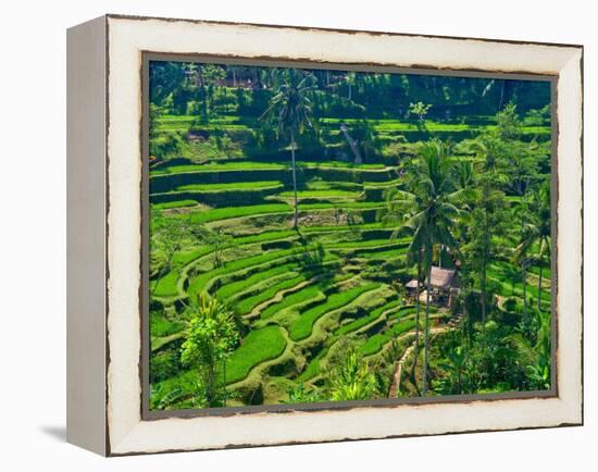 Indonesia, Bali, Ubud. Tegallalang Rice Terraces.-Julie Eggers-Framed Premier Image Canvas