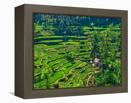 Indonesia, Bali, Ubud. Tegallalang Rice Terraces.-Julie Eggers-Framed Premier Image Canvas