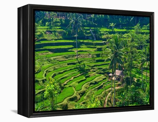 Indonesia, Bali, Ubud. Tegallalang Rice Terraces.-Julie Eggers-Framed Premier Image Canvas