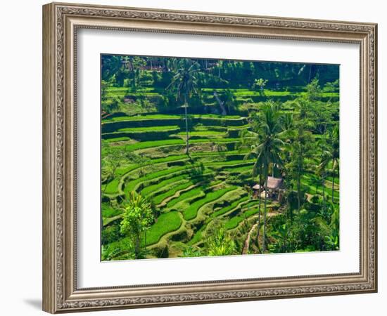 Indonesia, Bali, Ubud. Tegallalang Rice Terraces.-Julie Eggers-Framed Photographic Print