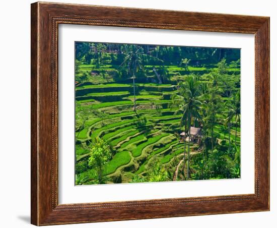 Indonesia, Bali, Ubud. Tegallalang Rice Terraces.-Julie Eggers-Framed Photographic Print