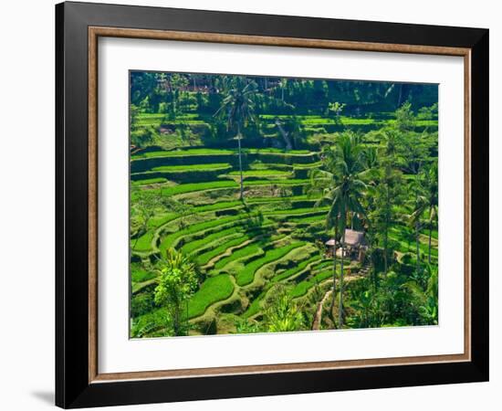 Indonesia, Bali, Ubud. Tegallalang Rice Terraces.-Julie Eggers-Framed Photographic Print