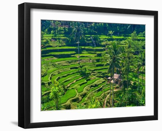 Indonesia, Bali, Ubud. Tegallalang Rice Terraces.-Julie Eggers-Framed Photographic Print