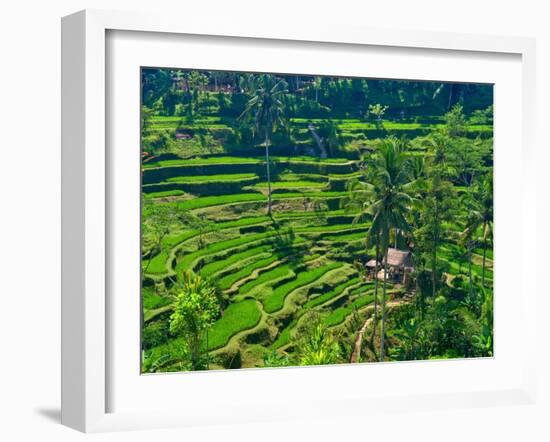 Indonesia, Bali, Ubud. Tegallalang Rice Terraces.-Julie Eggers-Framed Photographic Print