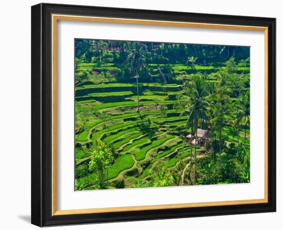 Indonesia, Bali, Ubud. Tegallalang Rice Terraces.-Julie Eggers-Framed Photographic Print