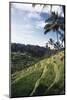 Indonesia, Bali, View of Field-Tony Berg-Mounted Photographic Print