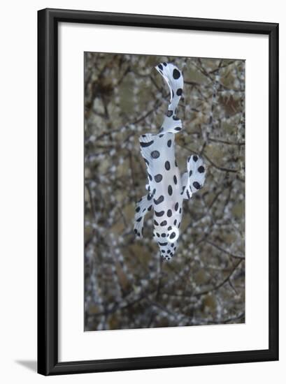 Indonesia, Bima Bay. Close-Up of Juvenile Sweetlips Fish-Jaynes Gallery-Framed Photographic Print