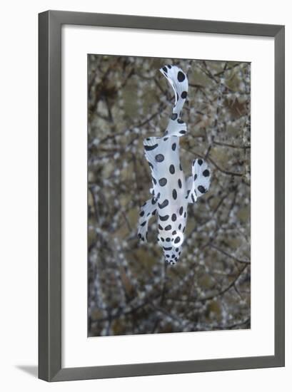 Indonesia, Bima Bay. Close-Up of Juvenile Sweetlips Fish-Jaynes Gallery-Framed Photographic Print