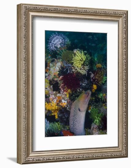 Indonesia, Bima Bay. Moray Eel and Coral-Jaynes Gallery-Framed Photographic Print