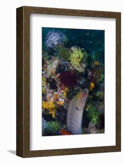 Indonesia, Bima Bay. Moray Eel and Coral-Jaynes Gallery-Framed Photographic Print