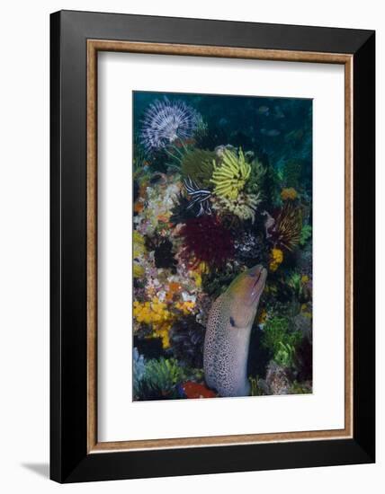 Indonesia, Bima Bay. Moray Eel and Coral-Jaynes Gallery-Framed Photographic Print