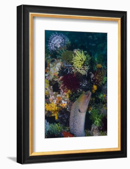 Indonesia, Bima Bay. Moray Eel and Coral-Jaynes Gallery-Framed Photographic Print