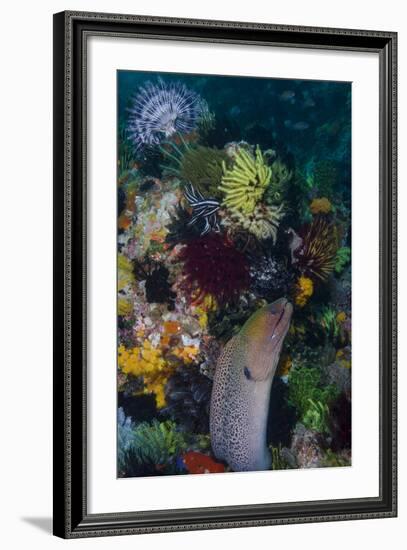 Indonesia, Bima Bay. Moray Eel and Coral-Jaynes Gallery-Framed Photographic Print