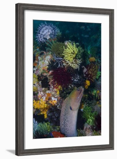 Indonesia, Bima Bay. Moray Eel and Coral-Jaynes Gallery-Framed Photographic Print