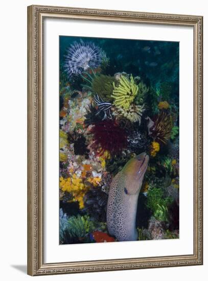 Indonesia, Bima Bay. Moray Eel and Coral-Jaynes Gallery-Framed Photographic Print