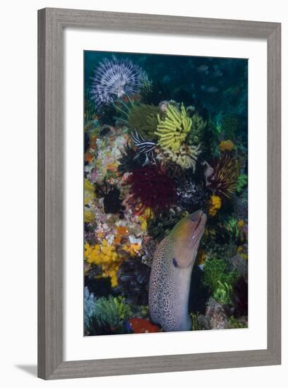 Indonesia, Bima Bay. Moray Eel and Coral-Jaynes Gallery-Framed Photographic Print