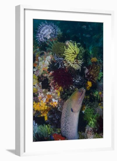 Indonesia, Bima Bay. Moray Eel and Coral-Jaynes Gallery-Framed Photographic Print