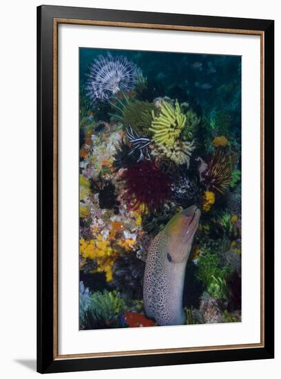 Indonesia, Bima Bay. Moray Eel and Coral-Jaynes Gallery-Framed Photographic Print