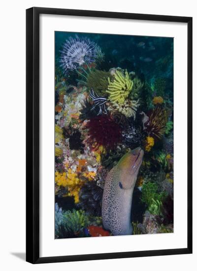 Indonesia, Bima Bay. Moray Eel and Coral-Jaynes Gallery-Framed Photographic Print