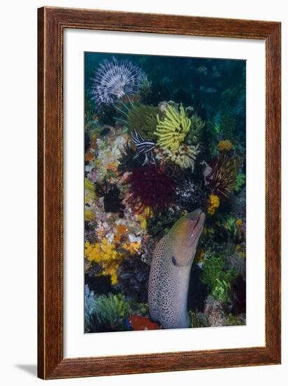 Indonesia, Bima Bay. Moray Eel and Coral-Jaynes Gallery-Framed Photographic Print