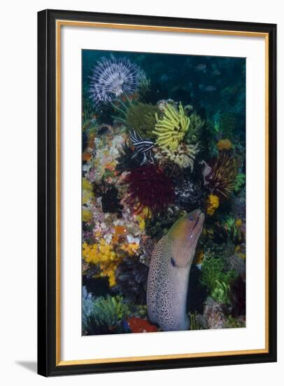 Indonesia, Bima Bay. Moray Eel and Coral-Jaynes Gallery-Framed Photographic Print