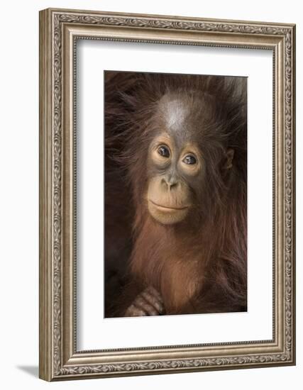 Indonesia, Borneo, Kalimantan. Baby orangutan at Tanjung Puting National Park.-Jaynes Gallery-Framed Photographic Print