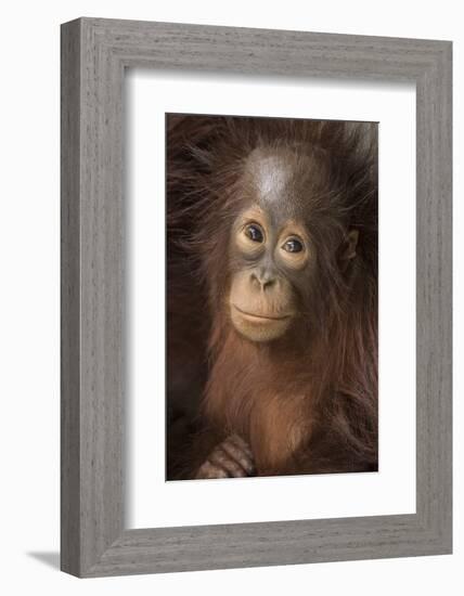 Indonesia, Borneo, Kalimantan. Baby orangutan at Tanjung Puting National Park.-Jaynes Gallery-Framed Photographic Print