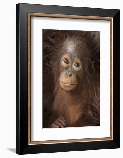 Indonesia, Borneo, Kalimantan. Baby orangutan at Tanjung Puting National Park.-Jaynes Gallery-Framed Photographic Print