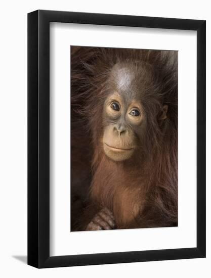 Indonesia, Borneo, Kalimantan. Baby orangutan at Tanjung Puting National Park.-Jaynes Gallery-Framed Photographic Print