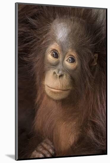 Indonesia, Borneo, Kalimantan. Baby orangutan at Tanjung Puting National Park.-Jaynes Gallery-Mounted Photographic Print