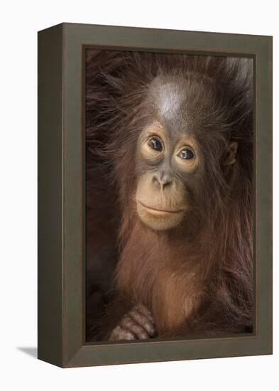 Indonesia, Borneo, Kalimantan. Baby orangutan at Tanjung Puting National Park.-Jaynes Gallery-Framed Premier Image Canvas