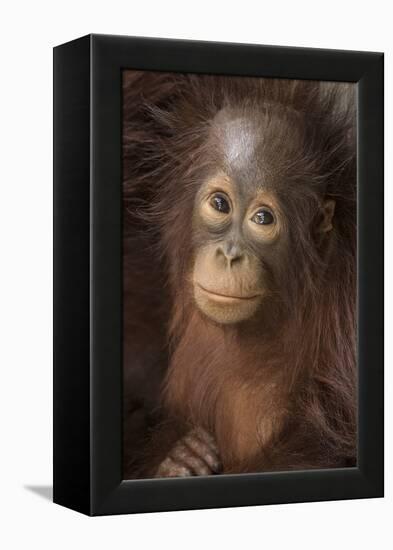 Indonesia, Borneo, Kalimantan. Baby orangutan at Tanjung Puting National Park.-Jaynes Gallery-Framed Premier Image Canvas