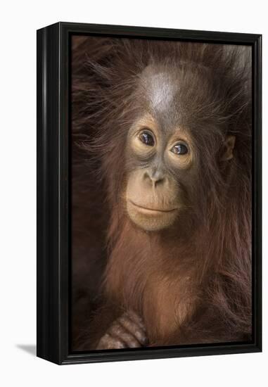 Indonesia, Borneo, Kalimantan. Baby orangutan at Tanjung Puting National Park.-Jaynes Gallery-Framed Premier Image Canvas