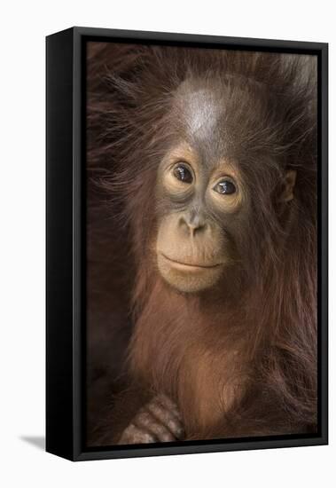 Indonesia, Borneo, Kalimantan. Baby orangutan at Tanjung Puting National Park.-Jaynes Gallery-Framed Premier Image Canvas