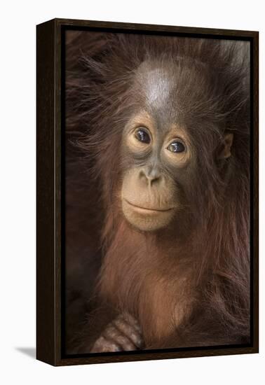 Indonesia, Borneo, Kalimantan. Baby orangutan at Tanjung Puting National Park.-Jaynes Gallery-Framed Premier Image Canvas